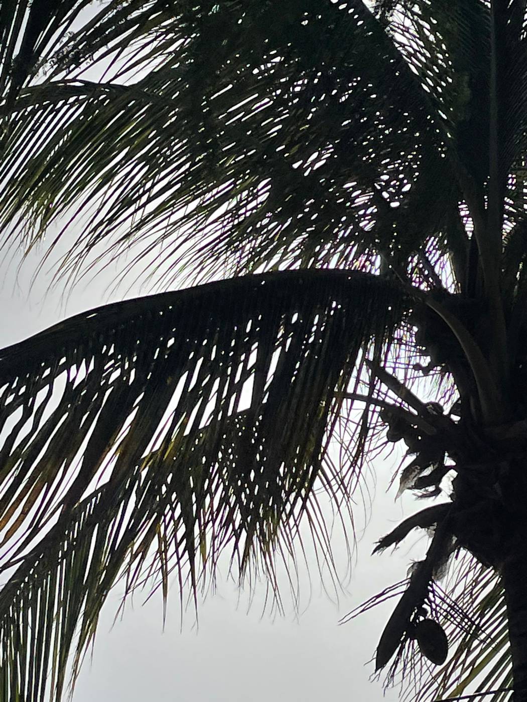 Palm fronds against a bright sky